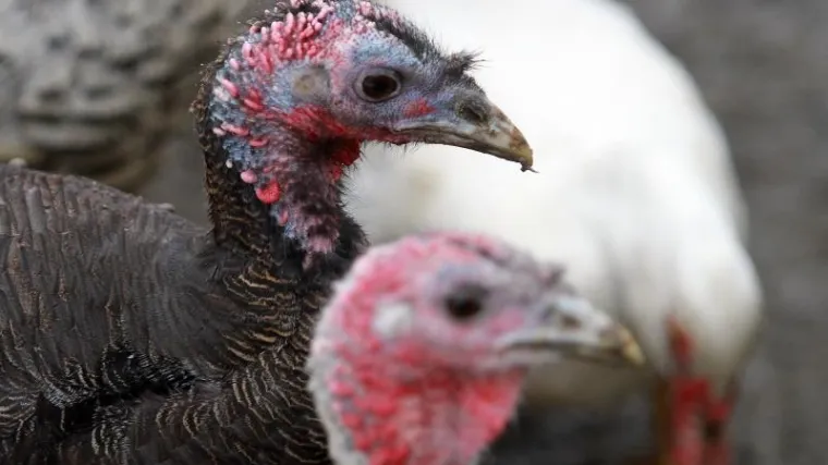 Južna Koreja proglasila maksimalnu razina opasnosti zbog ptičje gripe