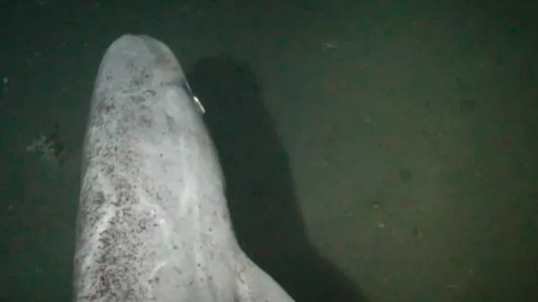 Postoje jo&scaron; otprije dinosaura: objavljena prva snimka neobičnog stvorenja iz mračnih dubina