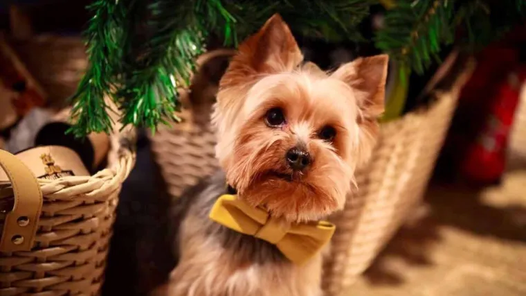 Poduzetne, mlade, originalne ljubiteljice pasa: pokrenule biznis i ide im odlično