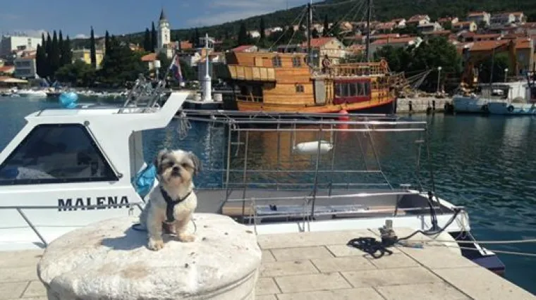 Gem je najumiljatiji morski vuk kojeg ste ikada vidjeli