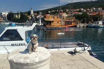 Gem je najumiljatiji morski vuk kojeg ste ikada vidjeli