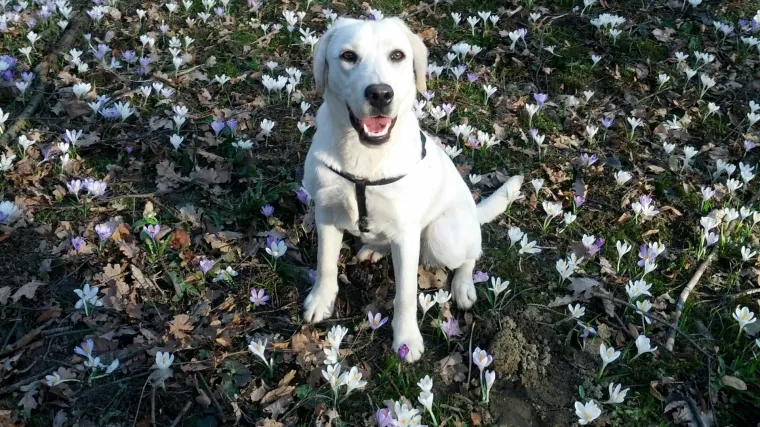 Lili ima proljeće pod svojim &scaron;apama