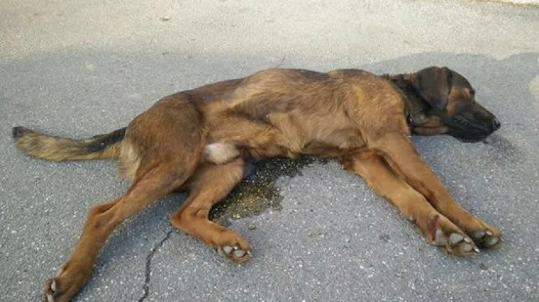 Upla&scaron;en bukom petardi pas Medo skočio s četvrtog kata