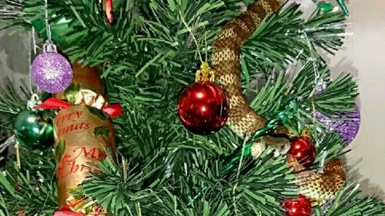 Moguće samo u Australiji: na boru kuglice, lampice i golema zmija otrovnica!