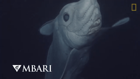 Prvi put u povijesti snimljen čudnovati morski pas koji ima penis na glavi