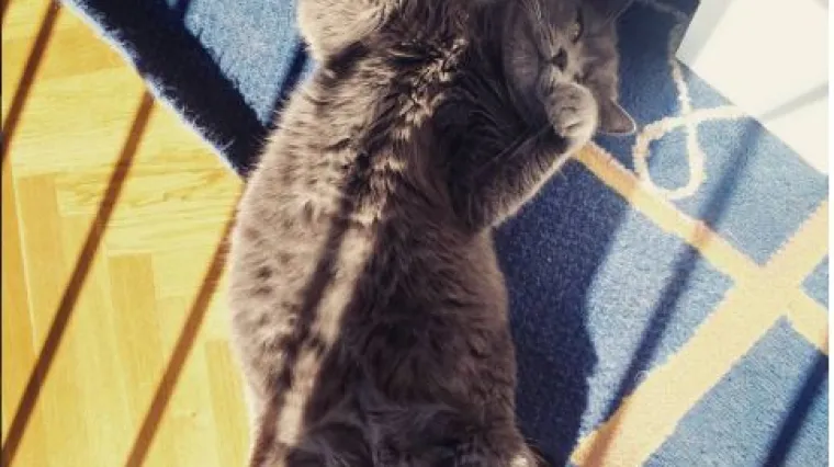 Osobito ako maca koja se jednostavno mora izležavati