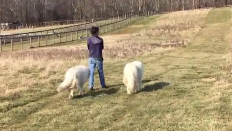 'Ne, pas nije dijete i nema nikakva obiteljska prava'