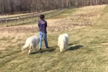 'Ne, pas nije dijete i nema nikakva obiteljska prava'