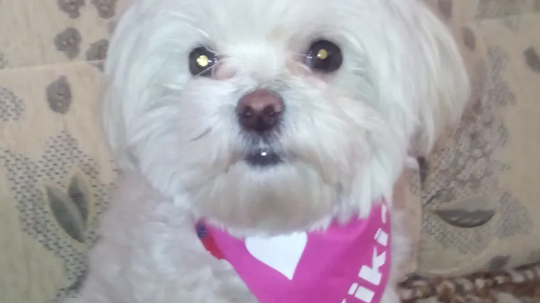 FOTO-DNEVNIK JEDNOG ODRASTANJA: Ne možemo se odlučiti koja nam je fotografija Damirove Kiki slađa