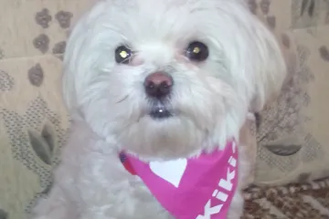 FOTO-DNEVNIK JEDNOG ODRASTANJA: Ne možemo se odlučiti koja nam je fotografija Damirove Kiki slađa