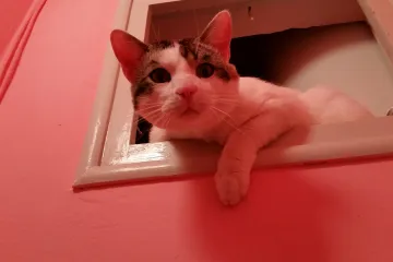 Ne zato &scaron;to bi bio umi&scaron;ljen nego zato &scaron;to je gore tako toplo i zabavno