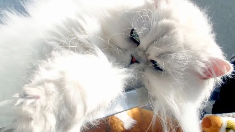 Mona Lisa je svakako remekdjelo, ali nama je ovaj ljepotan draži