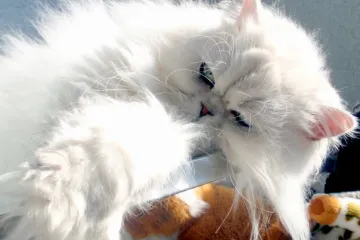 Mona Lisa je svakako remekdjelo, ali nama je ovaj ljepotan draži