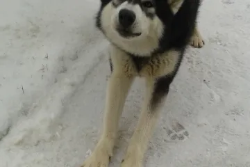 Nitko toliko ne ma&scaron;ta o bijelom Božiću kao ovaj ljepotan