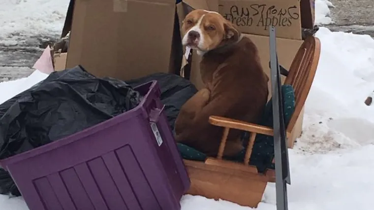 Tjedan dana sjedio u vlasnikovom naslonjaču uz cestu i mirno čekao...