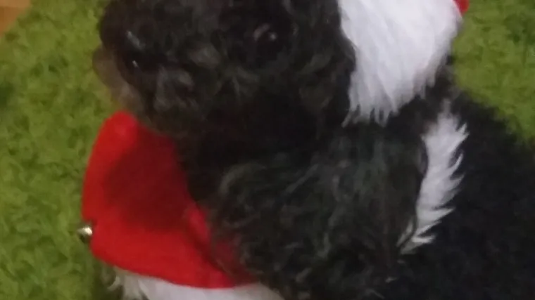 Zaboravite na Djeda Mraza, otkrili smo tko stvarno donosi darove