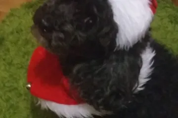 Zaboravite na Djeda Mraza, otkrili smo tko stvarno donosi darove