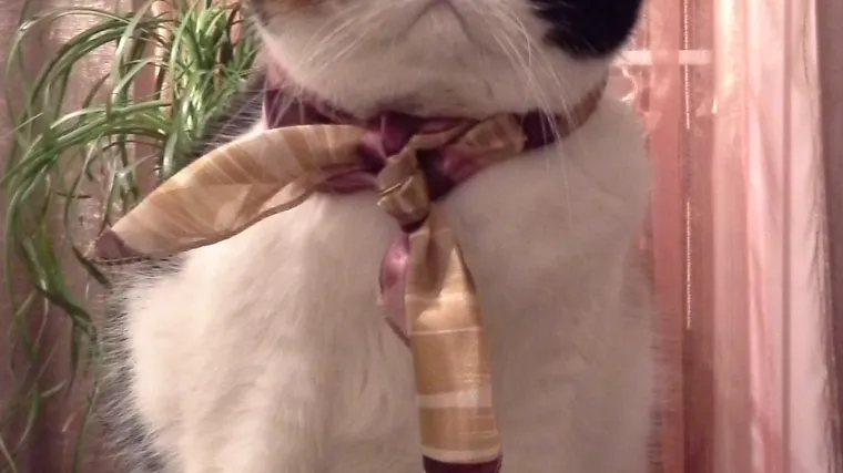 Mima briljira u svakoj ulozi, vidite samo kako se ponosi borom