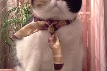 Mima briljira u svakoj ulozi, vidite samo kako se ponosi borom