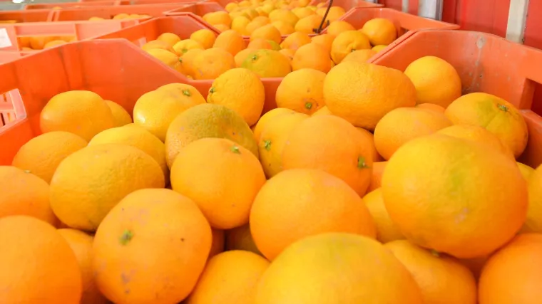 Umirovljenik s Brača poklanja 12 tona mandarina: 'Da nije tako, ostale bi neubrane i sve bi propalo'