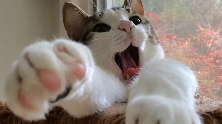 Video: Mačka napala vlasnika dok otvara božićni dar i postala hit na internetu