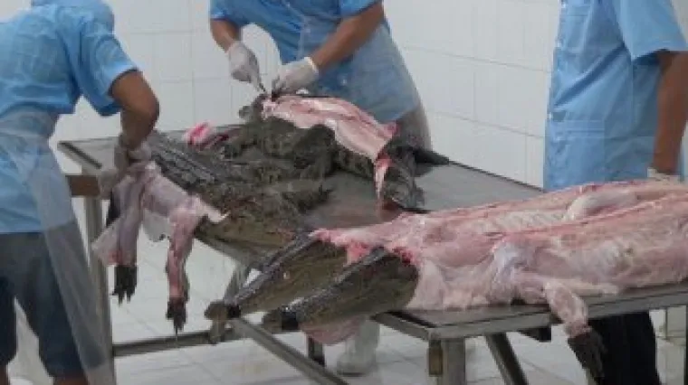 Prava cijena ljudskog luksuza: uznemirujući video prikazuje kako modne marke izrađuju kožne torbe