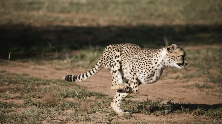 Veličanstvena životinja stigla je do ruba istrebljenja...