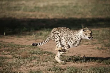 Veličanstvena životinja stigla je do ruba istrebljenja...
