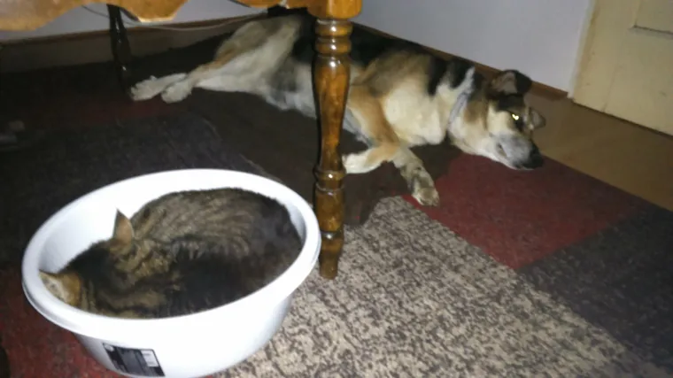 Toliko su se najeli da se nisu mogli ni upoznati