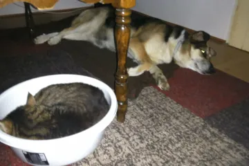 Toliko su se najeli da se nisu mogli ni upoznati