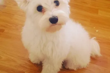 Zar zaista želite da se ovaj preslatki Riječanin trese od straha i boji za vlastiti život?