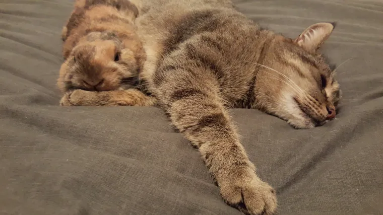 Ne znamo &scaron;to će raditi Valentina, ali njeni Kiki, Musti i Gigi spremaju lom