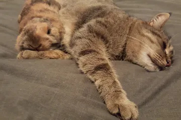 Ne znamo &scaron;to će raditi Valentina, ali njeni Kiki, Musti i Gigi spremaju lom