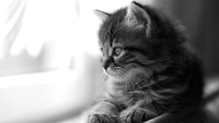 Zaraženi veterinar: prvi put u povijesti zabilježen slučaj preno&scaron;enja ptičje gripe s mačke na čovjeka!