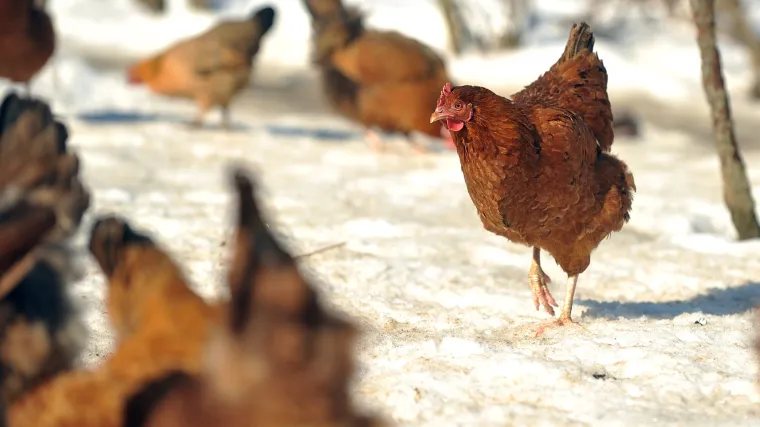 Nađena ptičja gripa kod domaće peradi, no 'nema opasnosti od &scaron;irenja', kaže Ministarstvo poljoprivrede