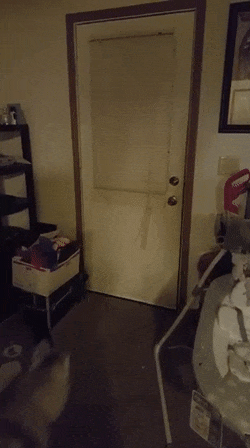 Čovjekov najbolji prijatelji