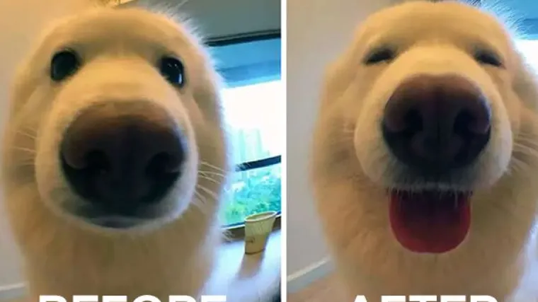 FASCINANTNE RAZLIKE: Pogledajte kako različite životinje reagiraju na 'Dobar dečko'