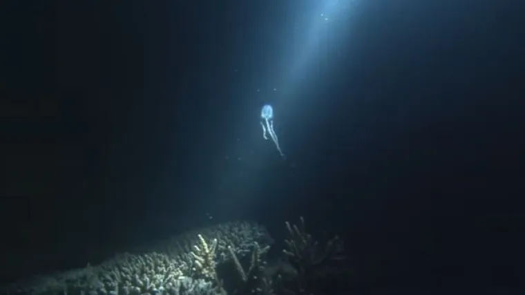 Podizanje temperatura mora pokrenuo crveni alarm: smrtonosna meduza &scaron;iri se uz australske obale