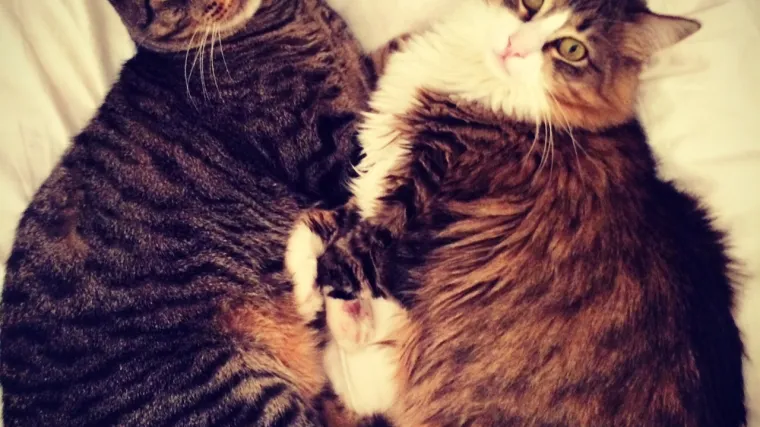 Simba i Nala su malo uranili sa novogodi&scaron;njim slavljem