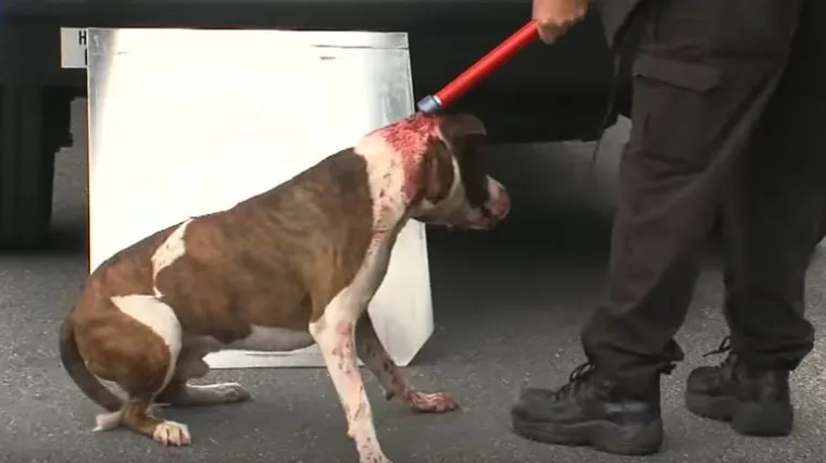 Krvavo na Floridi: pit bull napao vlasnike zbog božićnog džempera