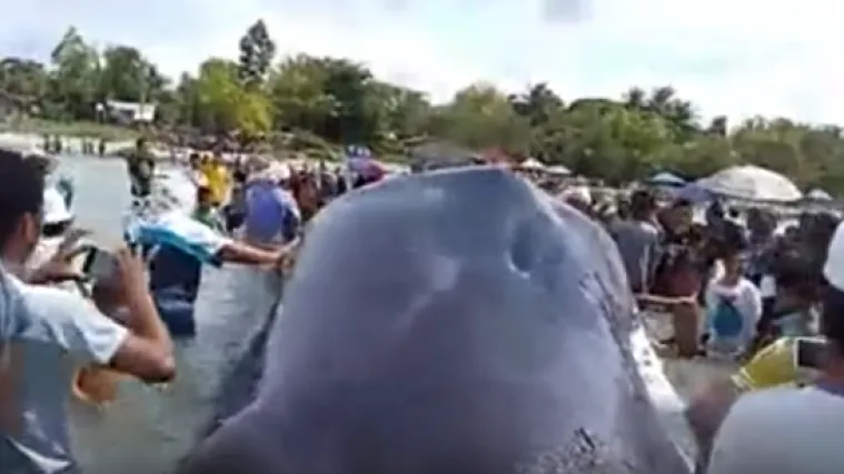 Ljudski rode, srami se: divovska ulje&scaron;ura uginula zbog prevelikog zagađenja, u utrobi imala otrovan otpad