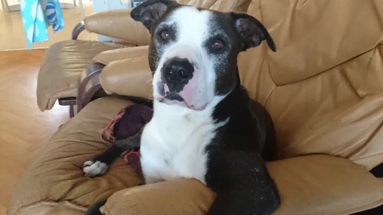 Matejev tikvan jako dobra zna tko je gazda u kući