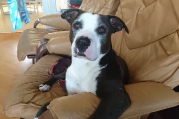 Matejev tikvan jako dobra zna tko je gazda u kući