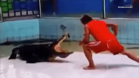 Jeziva snimka zabilježila trenutak u kojem je krokodil napao trenera