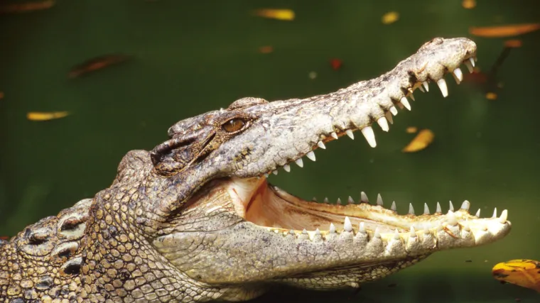 Francuskinja htjela uslikati selfie s krokodilom, pa završila u bolnici