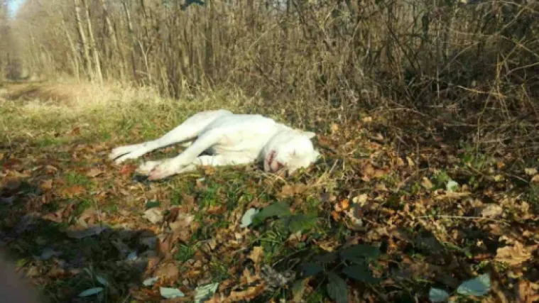 Lovac kod Đurđevca ubio psa koji je s vlasnikom bio u &scaron;etnji