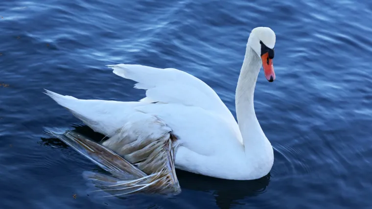 &Scaron;ibenik će imati svoju Malenu: Labud Ryan nastavlja život u Zablaću