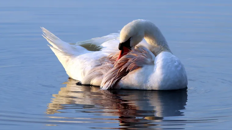 Labudica Rajna amputiranog krila pu&scaron;tena u jezero kod &Scaron;ibenika