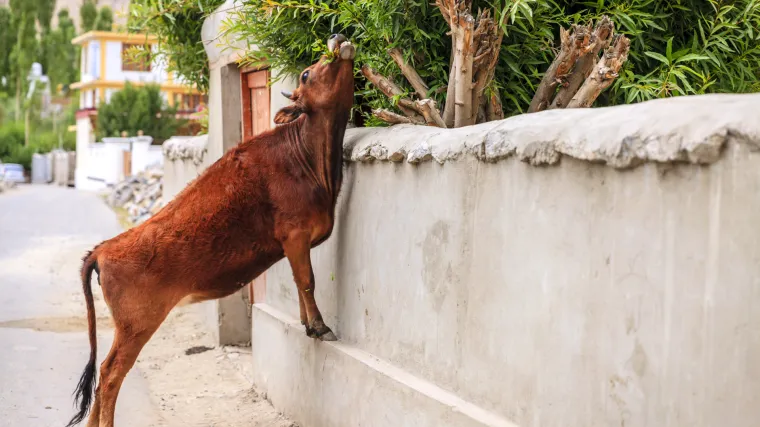 Indija uvodi 'JMBG' za krave: u tijeku popisivanje 88 milijuna grla