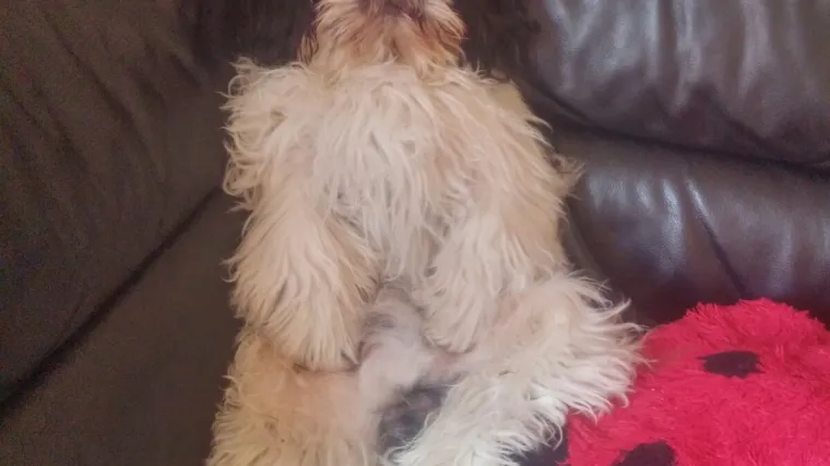 A svi znamo &scaron;to svaki pravi Rocky radi u nastavku...